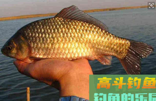 夏季大板鲫都去哪里了？为何不咬钩