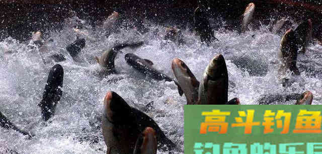 春分过后，3大原则，同样是钓好鱼的关键
