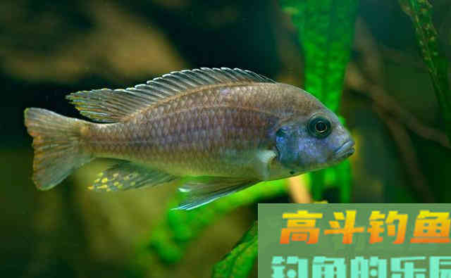 夏季在自然水域作钓，遇到水底有水草怎么办