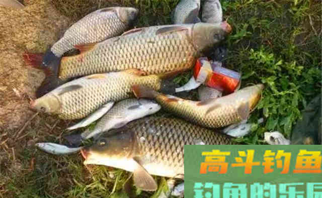 仲秋大水面钓大鱼，这4个原则值得遵循
