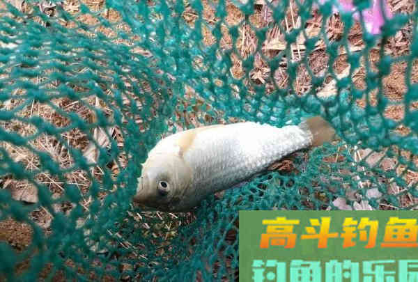 钓鱼人的春天，小钩细线享清欢。