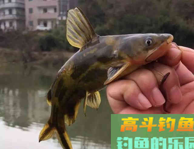 温度越高鱼越难钓？夏季作钓不同于春季