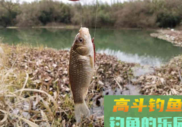 钓鲫鱼却总遇到鲤鱼？春季野钓这样搭配线组，才能大小兼收