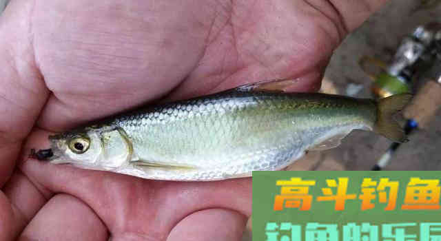 初夏不钓大鱼，我偏爱这些小型鱼