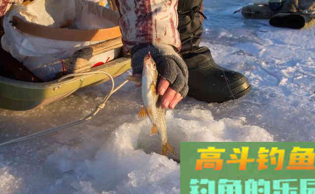 冬季天气寒冷，鱼类它会冷吗