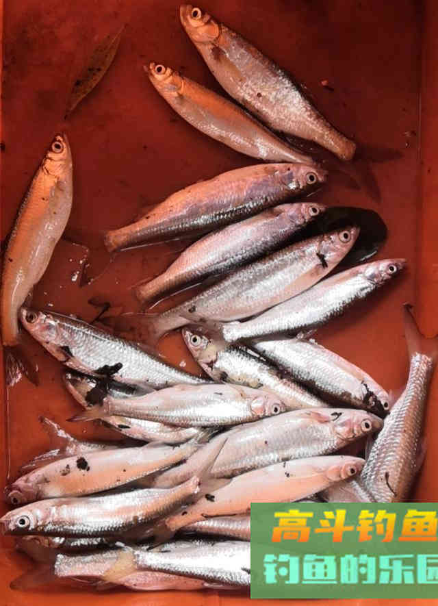 老钓友实际经历验证，夏天钓鱼，下午效果并不好