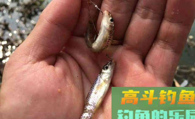 初夏不钓大鱼，我偏爱这些小型鱼