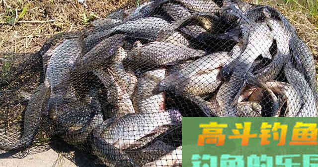 晚秋如何钓好混养塘，先做好这七点
