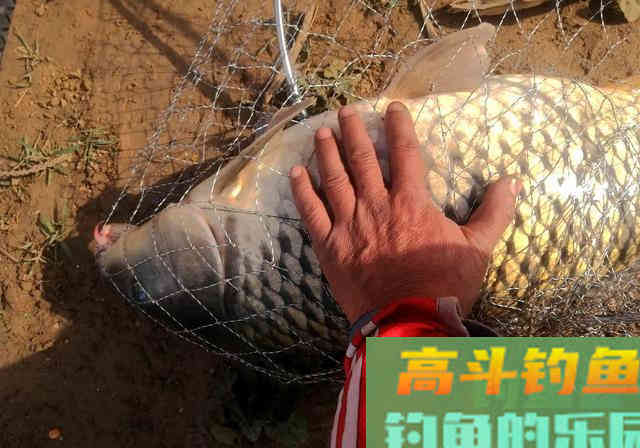 夏季开饵：果酸小药的5种用法