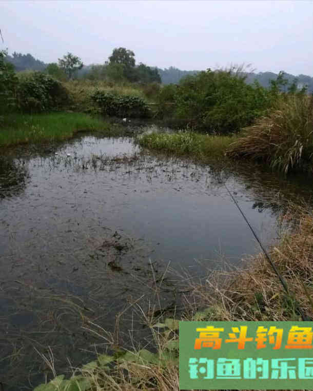 冬天如何钓好草洞？三个技巧让你渔获倍增
