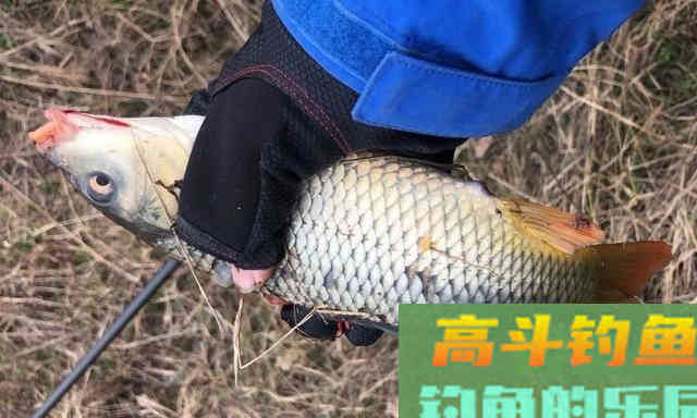 春季野钓攻略，泳层钓法作钓，钓获一箱20斤的野生大鱼