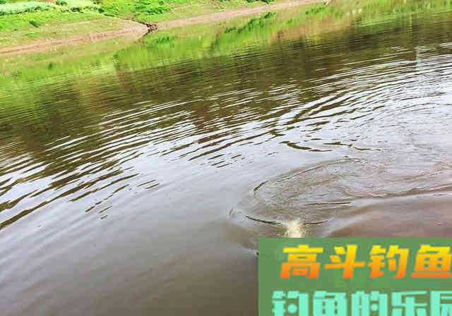 清明前后钓鱼，要想渔获多多，就不能按套路出牌