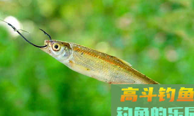 不得不承认，夏季夜钓比白天强，这几点足以说明