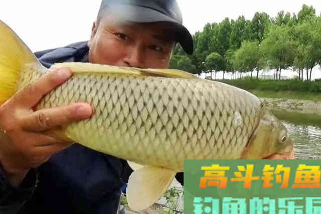 春季只要牢记4句口诀，鲫鲤鱼轮番上钩
