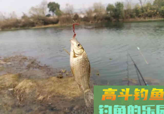 商品饵VS蚯蚓，冬天钓鱼到底用什么饵靠谱