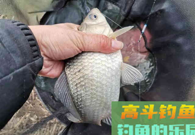 冬季钓鱼问得最多的问题，我给你们圈出了7个
