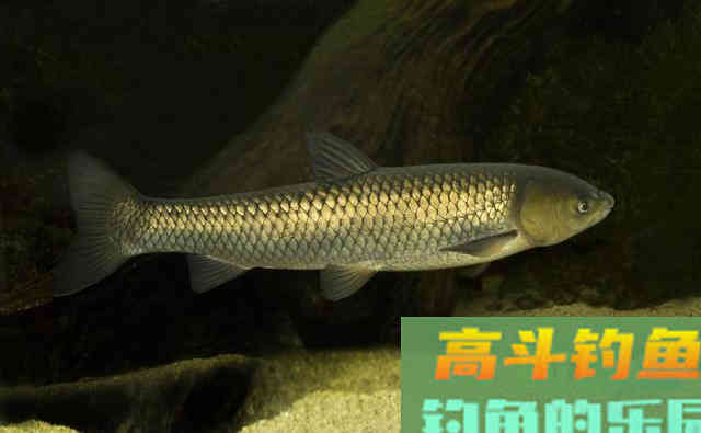 秋季作为底钓草鱼的黄金季节，窝料和钓饵或许才是爆护的关键