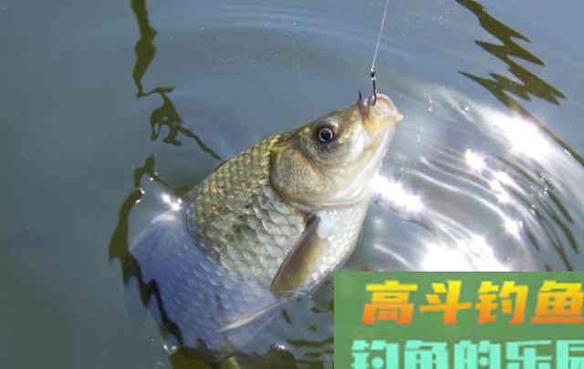 冬季出钓，要知道鲫鱼的吃饵特点，知道何时提竿