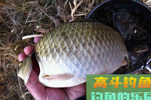 庆幸我有这狠招，从此冬钓不犯愁