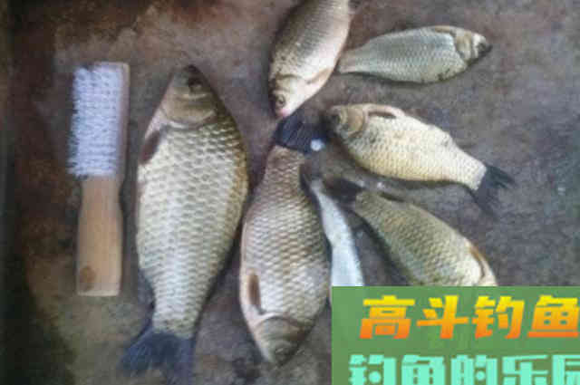 立冬后，就想收竿不钓？试用这3招，保你舍不得
