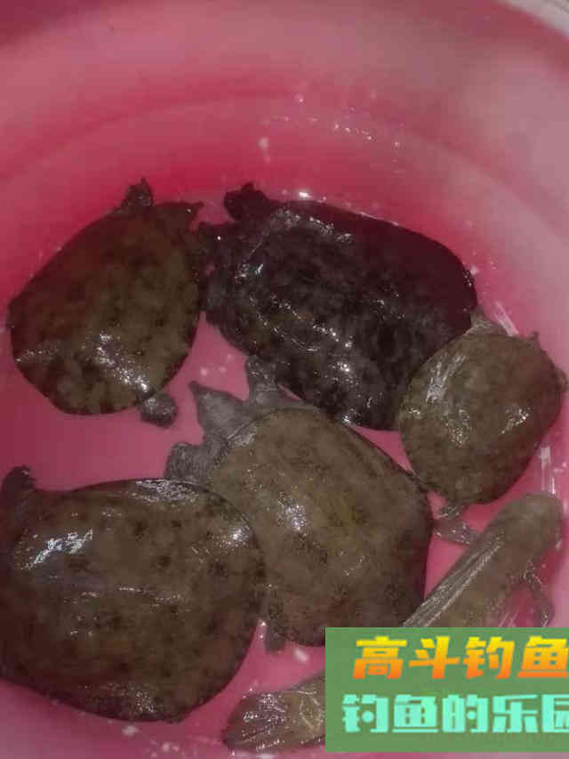 把握目标鱼节奏，不同季节钓不同鱼，做到经常爆护