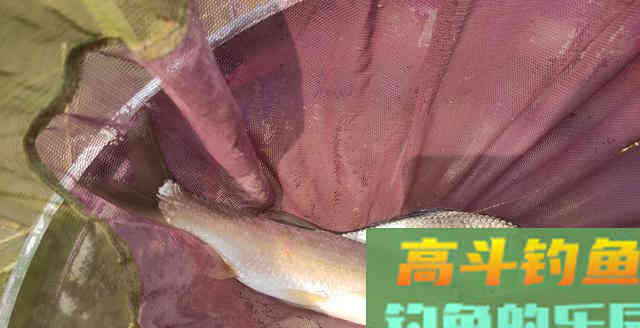 比叶落知秋更早的是水中的鱼