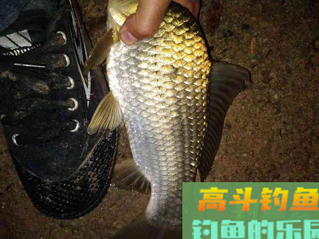 春季钓鱼两种温差详解，都可以钓到鱼，但选择截然不同