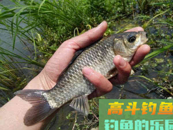 春钓要像钓到鱼，要从钓位、钓具、窝饵、钓法等作手