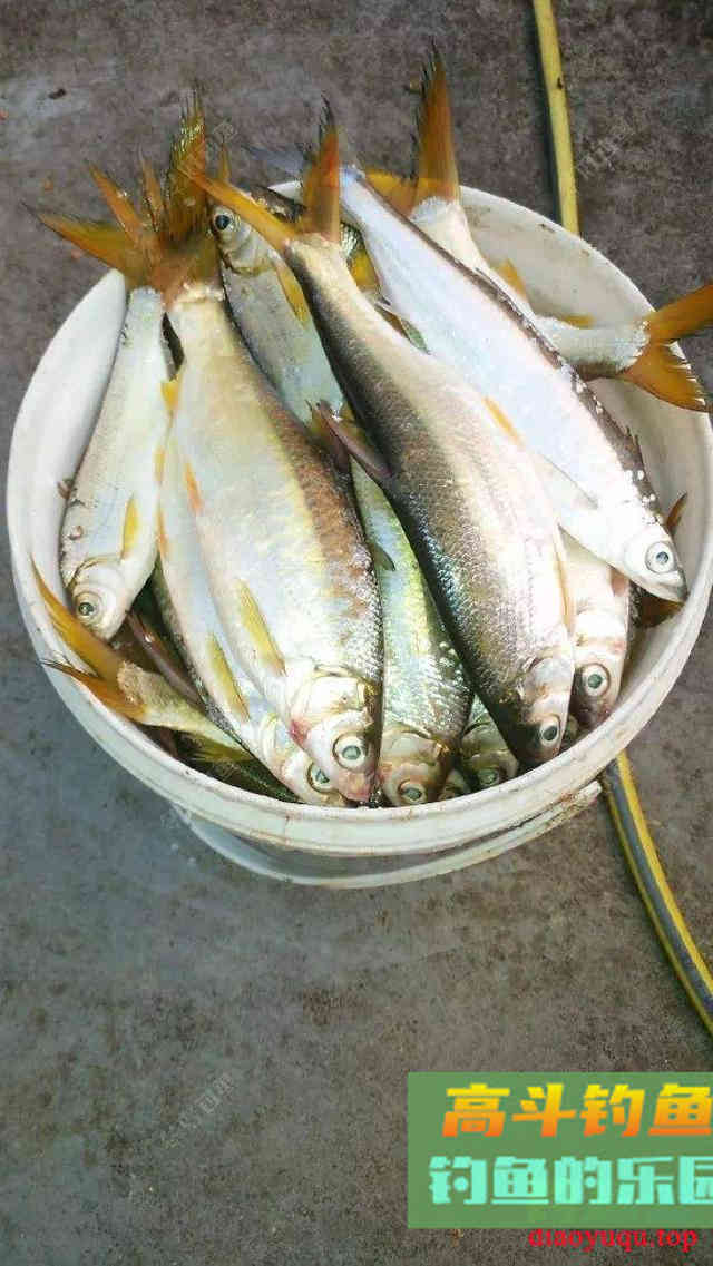 把握目标鱼节奏，不同季节钓不同鱼，做到经常爆护