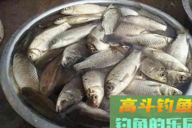 秋钓时，我每次都这样用饵