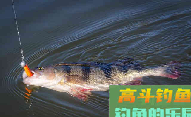 夏季野钓不上鱼怎么办？老钓友告诉你三招