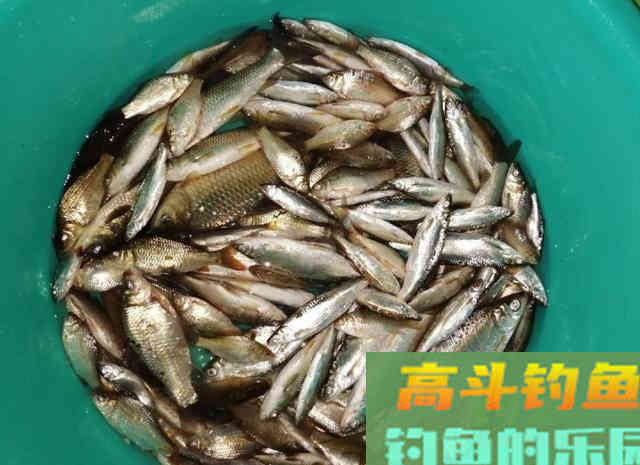 春季野湖游钓，野钓黄尾鱼和鲫鱼，80多条野生小杂鱼