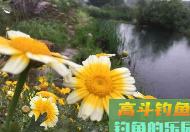 温度越高鱼越难钓？夏季作钓不同于春季