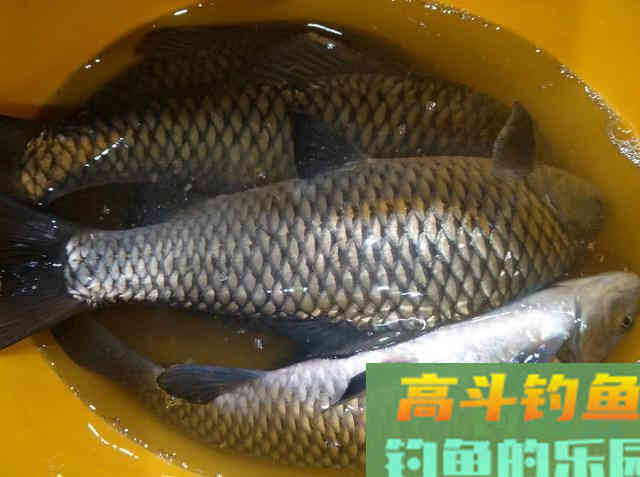 入冬后学会这几招，钓鲫鱼、鲤鱼都不再犯难