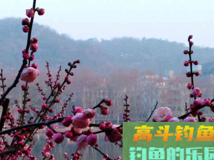 立春到惊蛰，惊蛰到清明等，这段时间钓鱼技巧