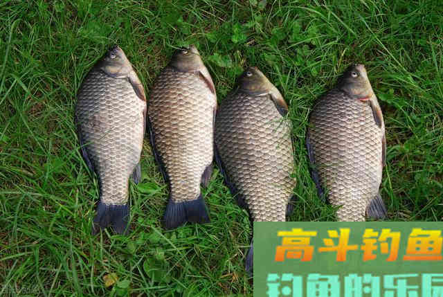冬季钓鱼，选对了水深，狂拉鲫鱼并不难