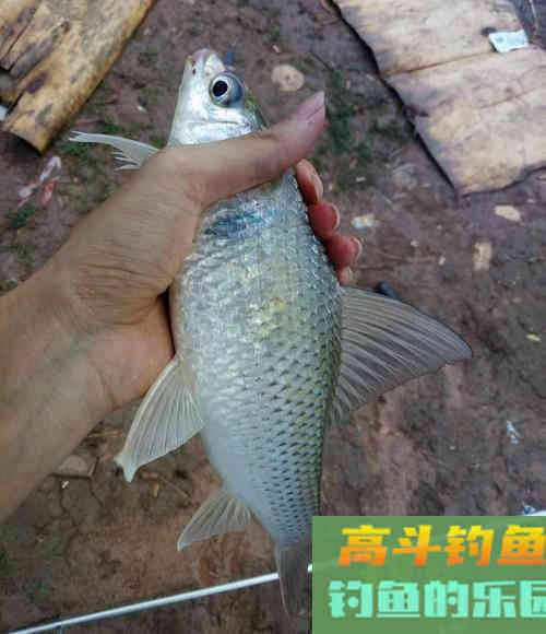 春钓鲮鱼全攻略，相差一点都不行