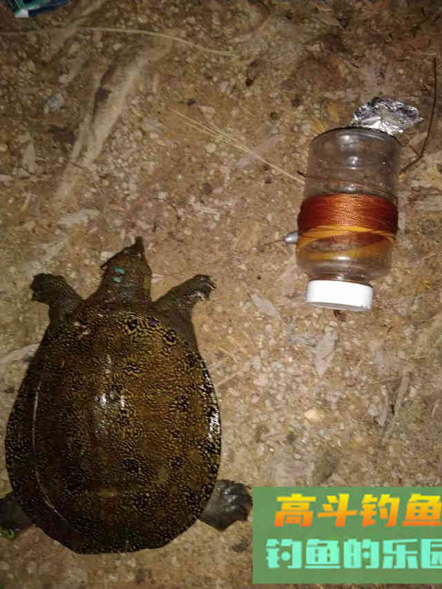 夏天钓甲鱼全攻略，一次实钓记录经验分享
