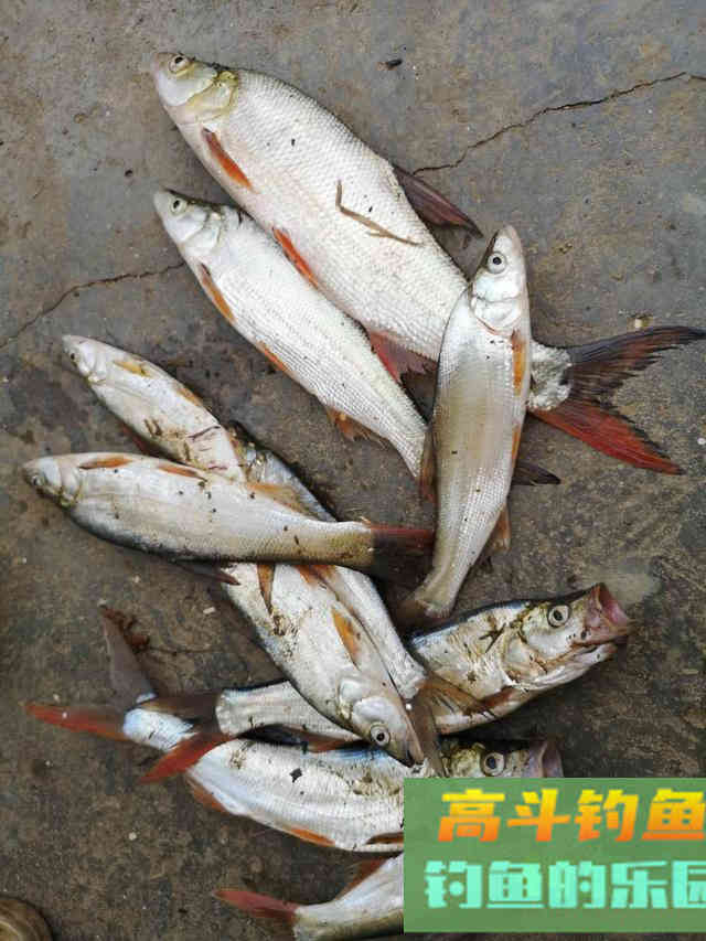 冬天你还可以钓这些鱼，一样可以小爆护哦