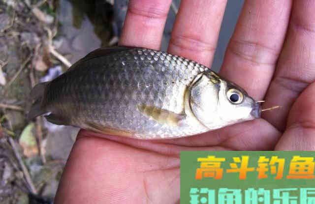 初冬，在自然水域垂钓要学会变