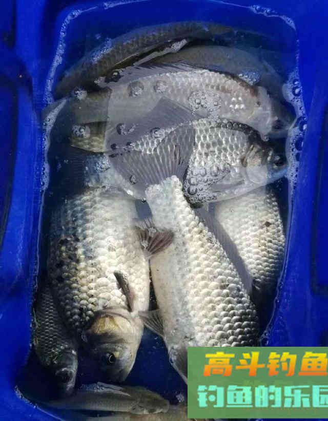 冬天如何钓好草洞？三个技巧让你渔获倍增
