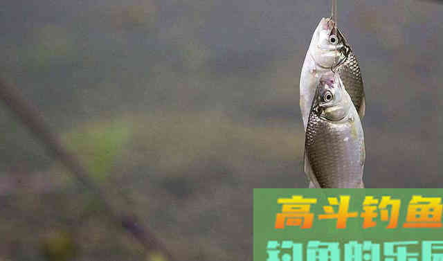 入秋后野钓，子线放多长才合适呢