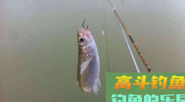 趁着夏季活跃期钓白条，需要掌握技巧