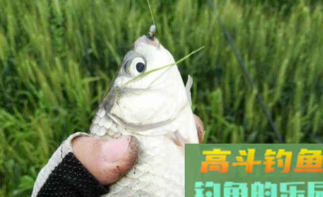 秋天钓鲫鱼，以秋分为分界线，难度越来越小