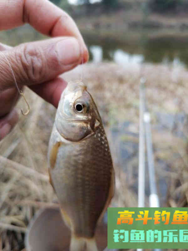 为什么初春上午好钓鱼，下午鱼口差，怎么钓好