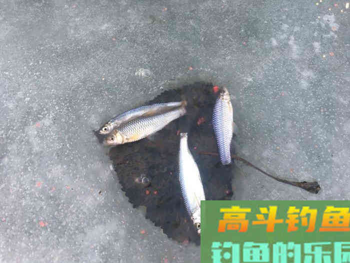 年假隔天钓，鱼获节节高--疫期冬钓总结超长篇