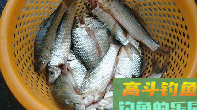 夏钓爆护秘诀：不同时段选不同目标鱼，老野钓人经验分享