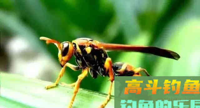 夏季夜钓，提防的不止是蛇与红火蚁