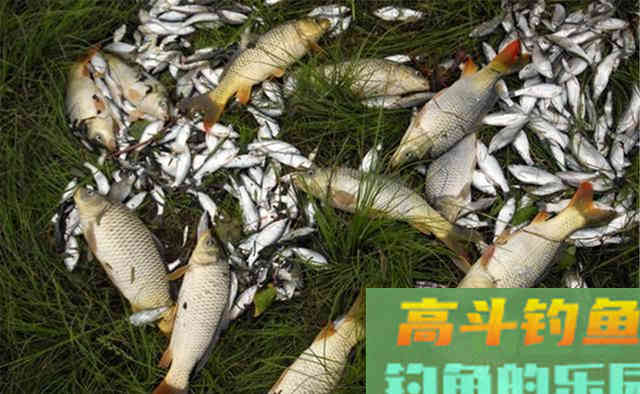 秋季野钓大鱼，遇上风大、水流急，用双铅钓法