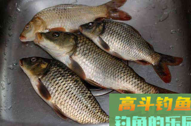 为何入秋之后，水库守钓始终没鱼口